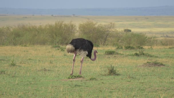 Masai Strutsbete Nära Håll — Stockvideo