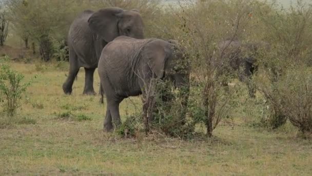 Elephant Walking Eating Bushes — Stock Video