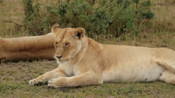 Masai Lioness Resting Close — Stock Video