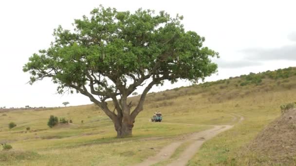 Baum Und Ein Safari Jeep — Stockvideo