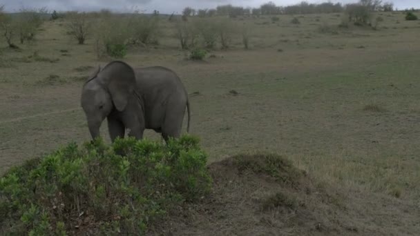 Bezerro Elefante Perto Pequenos Arbustos Verdes — Vídeo de Stock