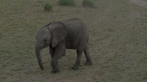 Elefantenkalb Läuft Umher — Stockvideo