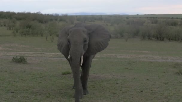 Masai Mara Ovasında Yürüyen Bir Fil — Stok video