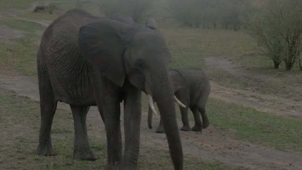 Elefante Africano Adulto Che Cammina Con Vitello — Video Stock