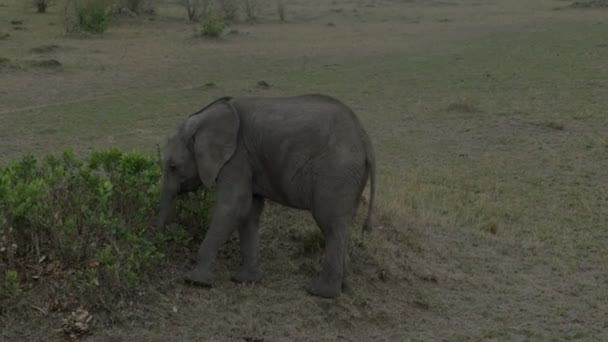 Elefante Bezerro Comer Perto — Vídeo de Stock