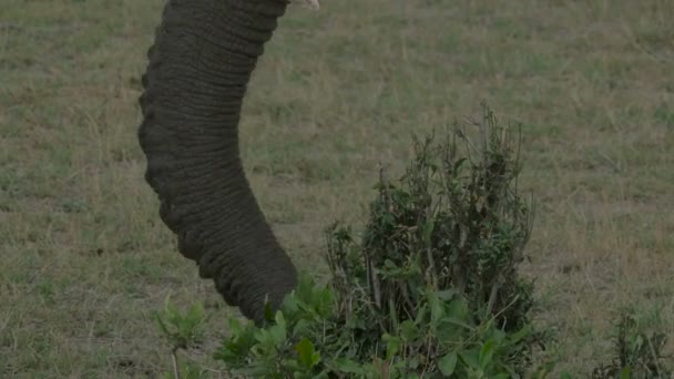 Elephant Trunk Masai Mara — Stock Video