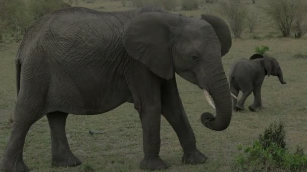 Elefante Comendo Bezerro Andando — Vídeo de Stock