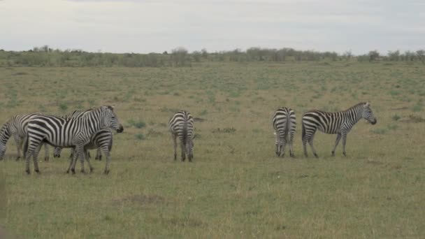 Bländning Zebror Maasai Mara — Stockvideo