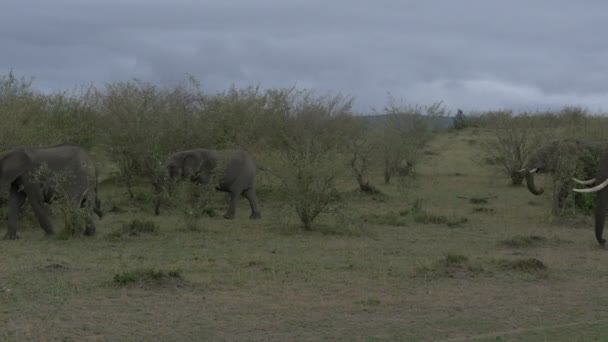 Mandrie Elefanti Africani Che Camminano Maasai Mara — Video Stock