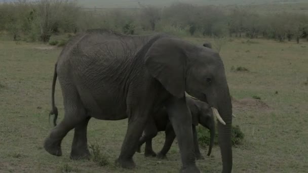 Elefant Med Kalv Promenader Maasai Mara — Stockvideo