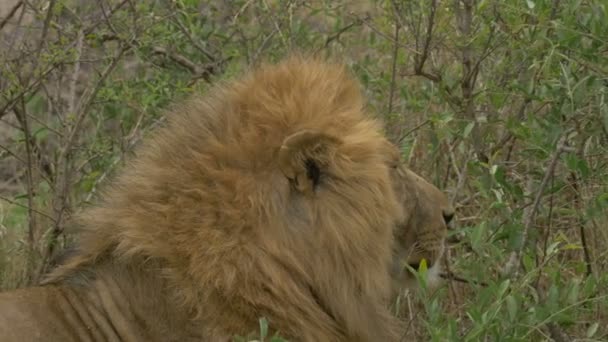 マサイ マラのライオンのたてがみ — ストック動画