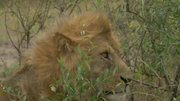 Close View Masai Lion — Stock Video