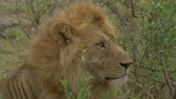 Close View Lion Resting — Stock Video