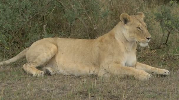 マサイマラに横たわっ雌ライオン — ストック動画