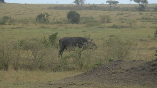 アフリカの水牛が塚の近くを歩く — ストック動画