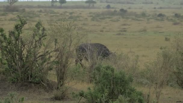 Afrikanische Büffel Laufen Und Grasen Hinter Büschen — Stockvideo