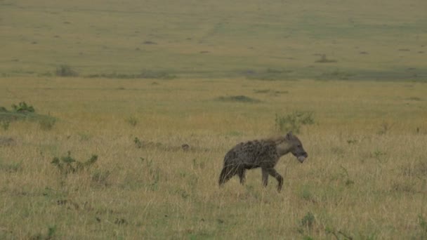 Hyena Cipeli Zebra Lábát Maasai Marában — Stock videók