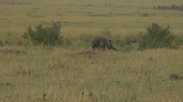 Gespot Hyena Met Een Dierenbeen — Stockvideo