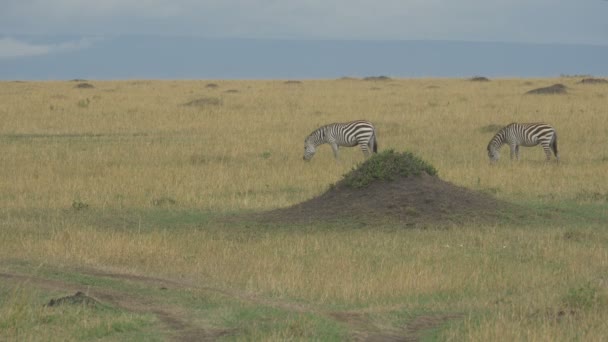 Two Zebras Grazing Mound — Stock Video