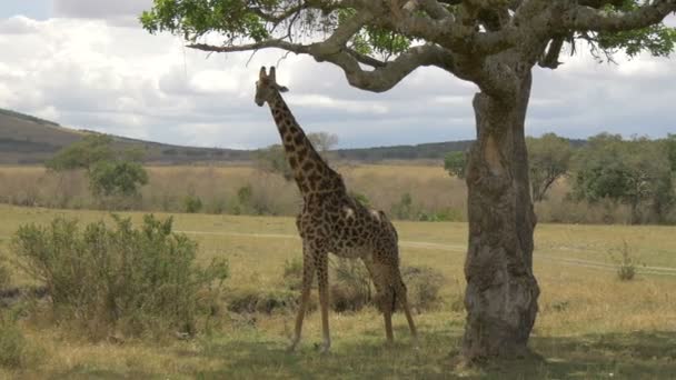 Akasya Ağacının Altında Duran Zürafa — Stok video
