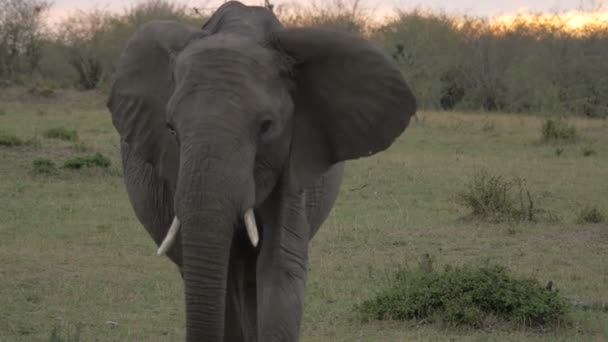Elefant Bei Sonnenuntergang Aus Nächster Nähe — Stockvideo