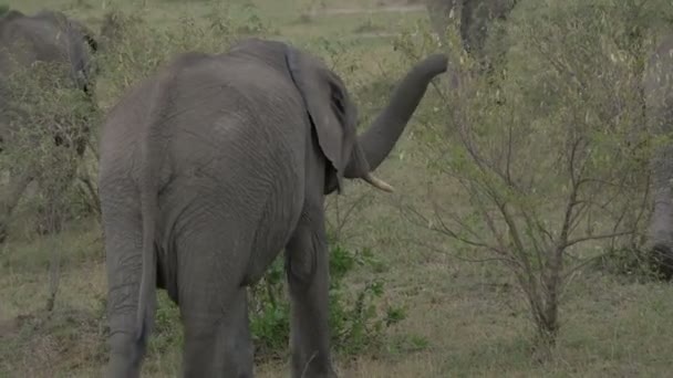 Elefanti Che Camminano Tra Cespugli — Video Stock