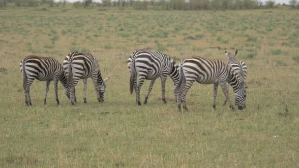 Cebras Pastando Maasai Mara — Vídeo de stock