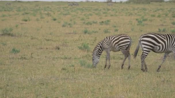 Zebras Grasen Und Gehen — Stockvideo