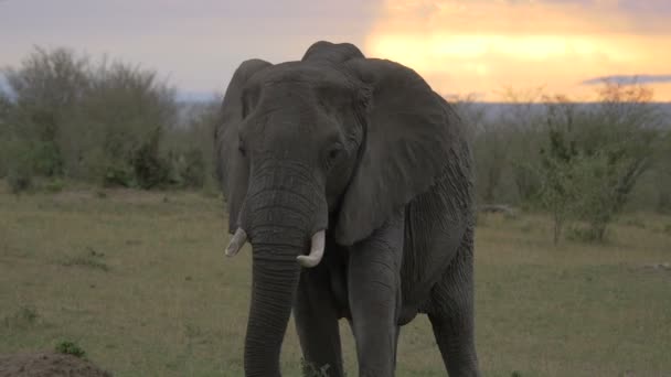 Elephant Eating Dawn — Stock Video