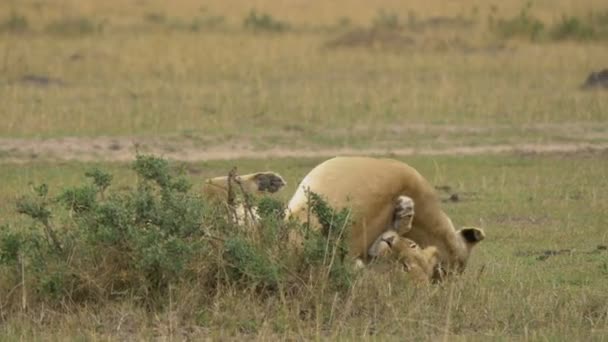 Lionesses Lying Playing — Stock Video