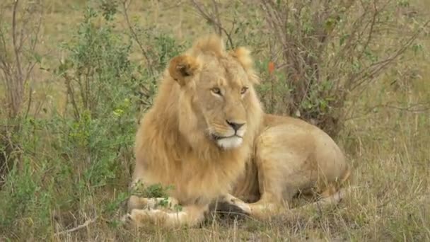 African Lion Lying Bushes — Stock Video
