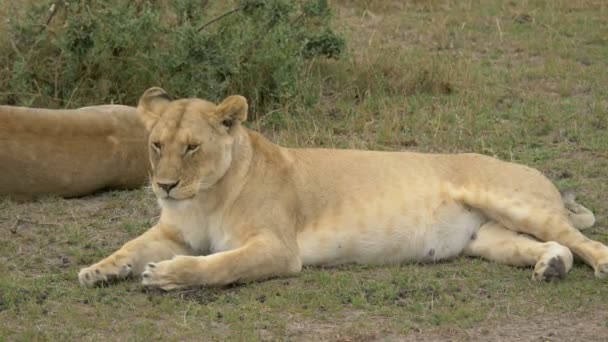 Leoa Descansando Maasai Mara — Vídeo de Stock