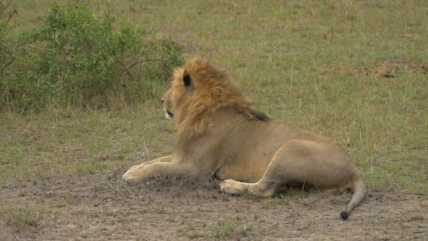 Lion Resting Masai Mara — Stock Video