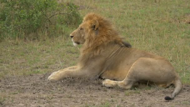 Lev Odpočívající Masai Mara — Stock video