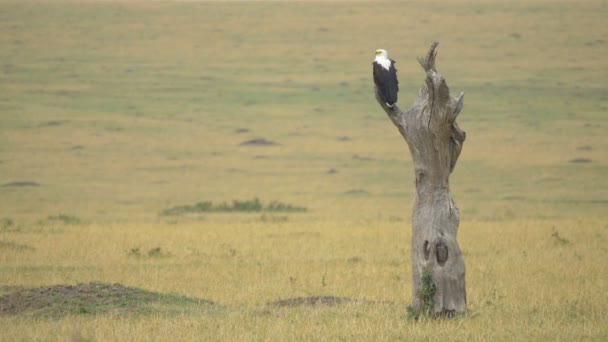 Bald Eagle Tree Trunk — 图库视频影像