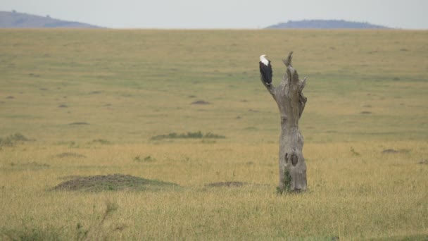 Bald Eagle Standing Tree Trunk — Stock Video