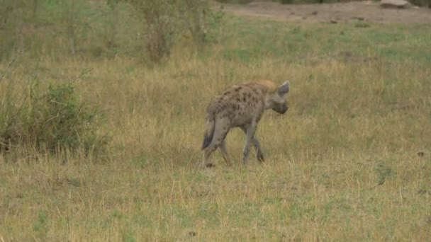 Hyena Maasai Mara — 图库视频影像