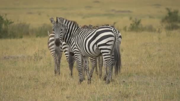 Zebralar Maasai Mara — Stok video