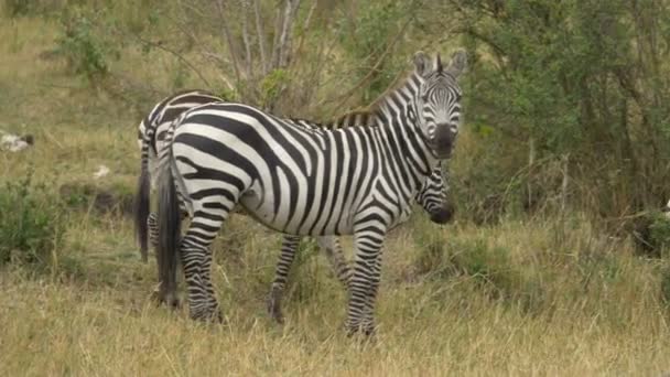 Três Zebras Andando Perto — Vídeo de Stock
