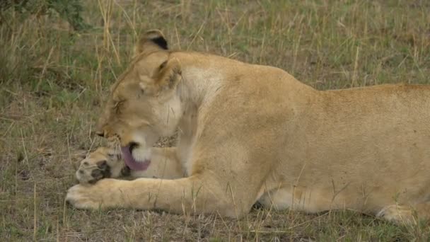 Lioness Cleaning Its Face — Stock Video