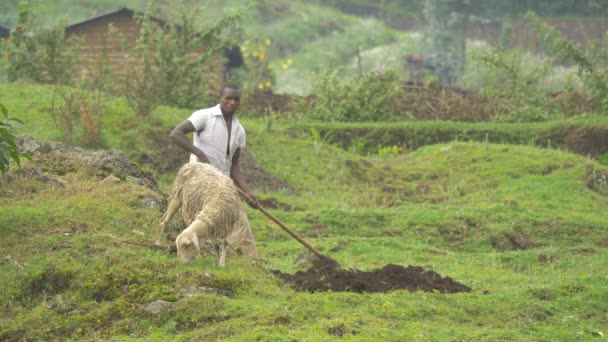 非洲男子锄头和山羊放牧 — 图库视频影像