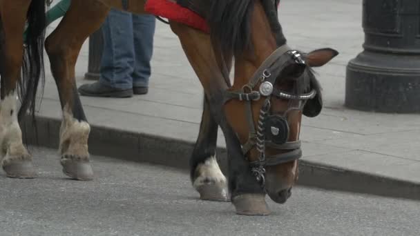 Een Paard Met Harnas Straat — Stockvideo
