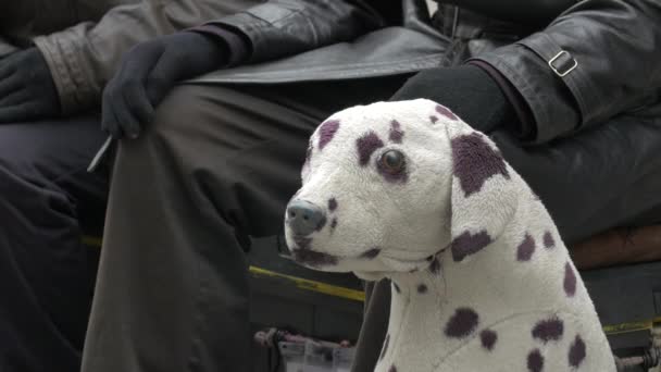 Primer Plano Juguete Perro Peluche — Vídeos de Stock