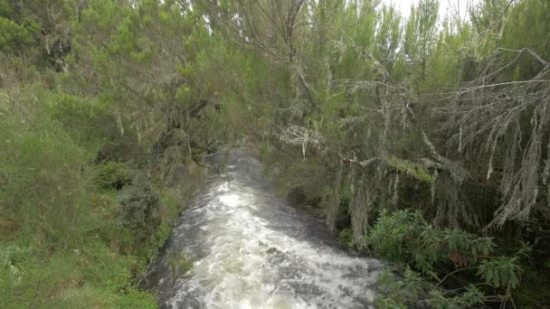 Small River Flowing Landscape — Stockvideo