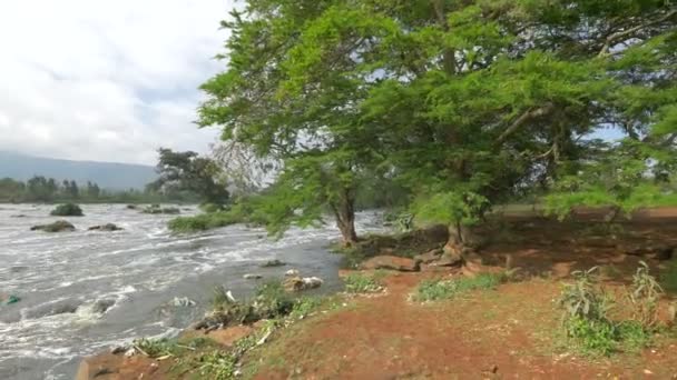 Bir Nehir Kıyısındaağaçlar — Stok video