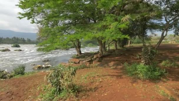 Trees Shore Athi River Kenya — Stock Video