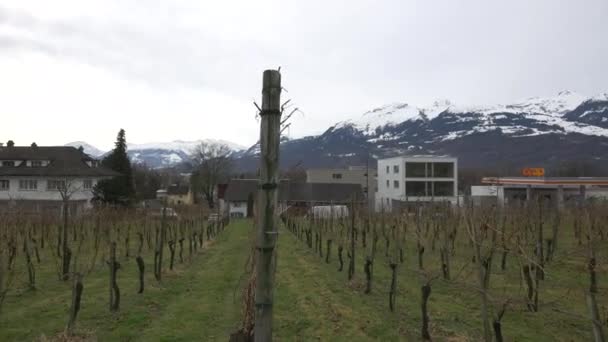 Rijen Van Druivenplanten Vaduz — Stockvideo