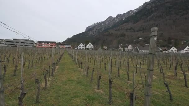 Rijen Van Druivenplanten Vaduz — Stockvideo