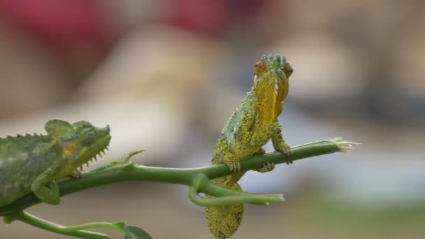 Deux Caméléons Debout Sur Une Brindille Verte — Video