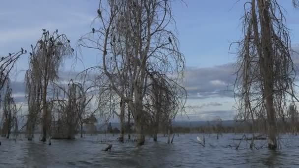 湖中的树木和黑鸟 — 图库视频影像